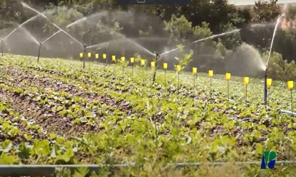 Aspersor Agricola Implebras Irrigação Im22 Rosca Fêmea 3/4 - Image 3